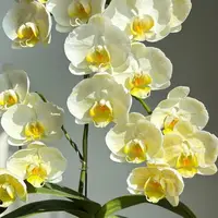 [Bare-root][Import AS-IS] Phal. Golden Lace Whisper 和鳴金邊蕾絲 [1.7" BS][July Preorder 26]