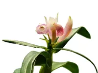 Dendrobium constrictum x Dendrobium caliculi-mentum