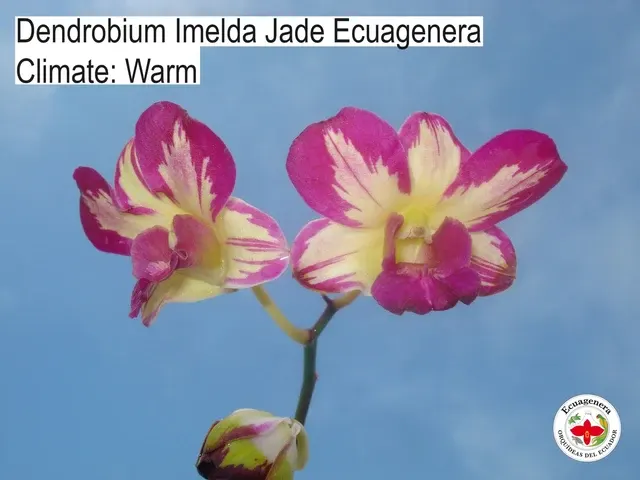Dendrobium Imelda Jade Ecuagenera
