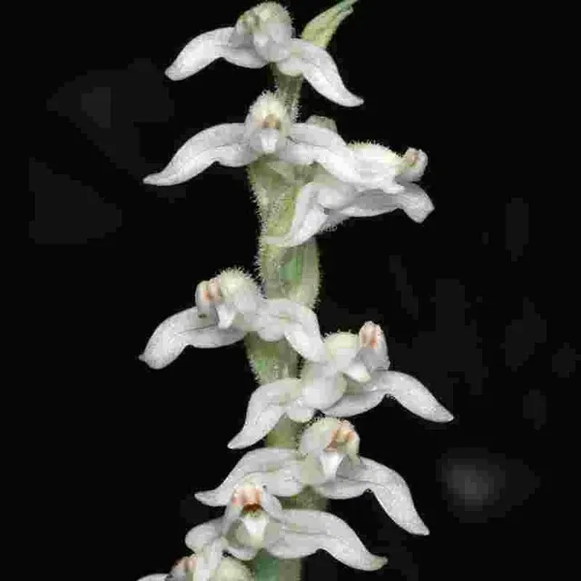 Goodyera schlechtendaliana sp (Goodyera)
