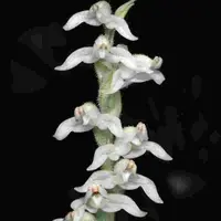 Goodyera schlechtendaliana sp.