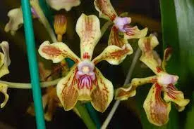 Vanda lamellata var remediosae