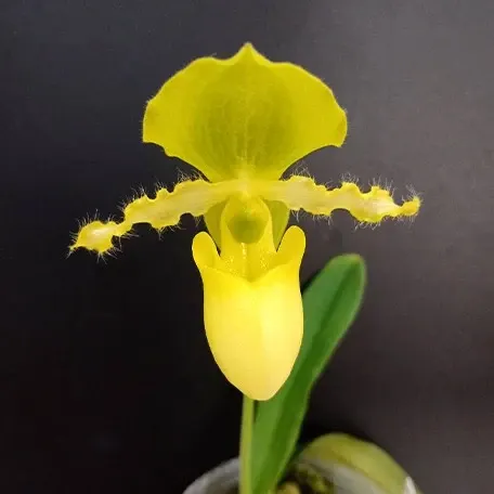 Paphiopedilum primulinum × sib
