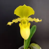 Paphiopedilum primulinum × sib flask