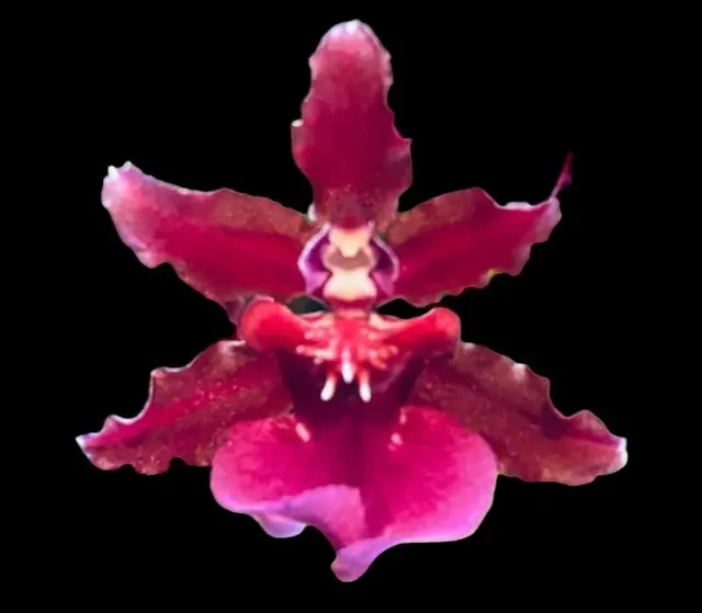 Oncidium Sharry Baby 'Red Fantasy' (Oncidium)
