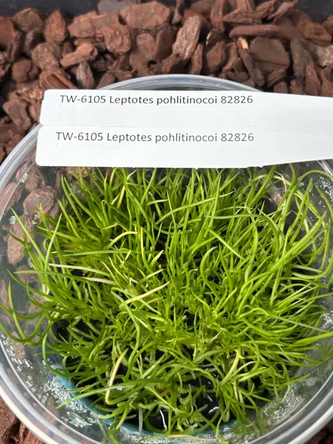 Leptotes pohlitinocoi (Leptotes)