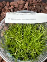 FLASK Leptotes pohlitinocoi