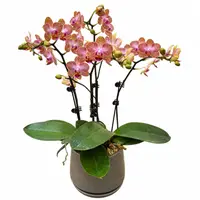 Two Mini Phalaenopsis Orchid in Pot
