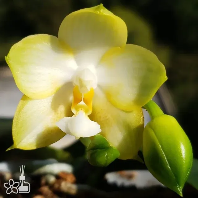 Phalaenopsis Joy Spring Canary Alba
