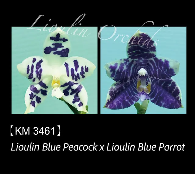 Phalaenopsis LL Blue Wave