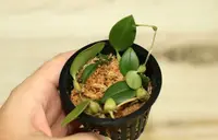 BULBOPHYLLUM MEMBRANACEUM SMALL ORCHID POTTED