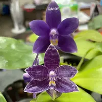 Phalaenopsis (Mainshow Blue Elf x (LL Blue Cherry x LL Blue Eagle))