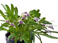 Masdevallia wendlandiana
