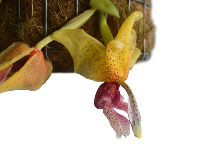 Stanhopea Shinjik x Yolanda Breck (Stanhopea)