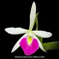 Cattleya (Bc.) Yuan Nan Star War Orchid Plant - BS