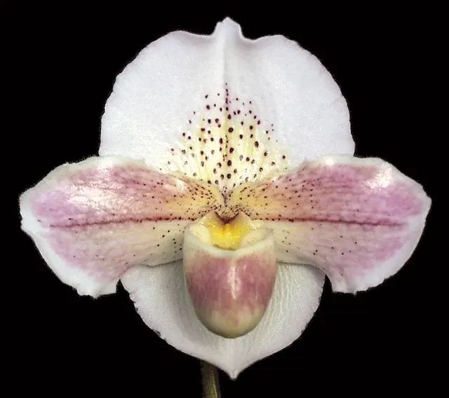 Paphiopedilum Via Ojai HCC 'Spring White' (Paphiopedilum)