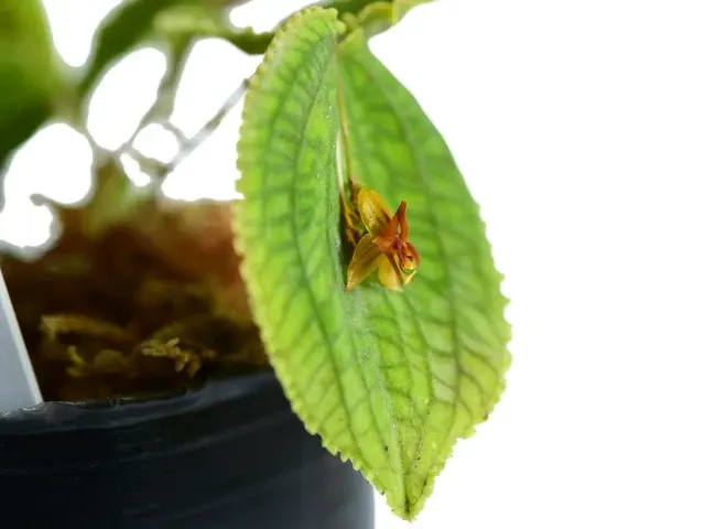 Lepanthes corrugata x (Lepanthes)