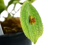 Lepanthes corrugata x Lths. calodictyon