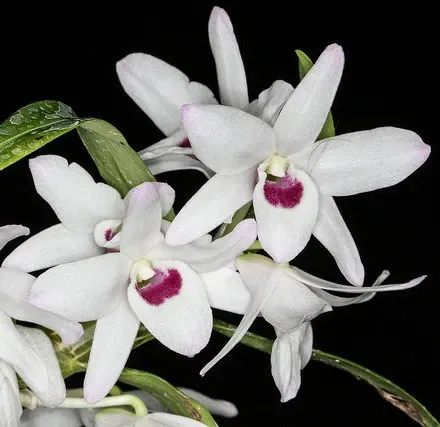 Dendrobium Cassiope (Dendrobium)