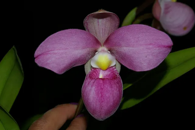 Phragmipedium Eumelia Arias (Phragmipedium)