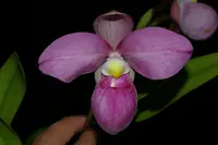 Phragmipedium Eumelia Arias (kovachii x schlimii)