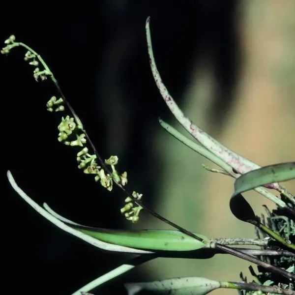 Polystachya tenuissima (Polystachya)
