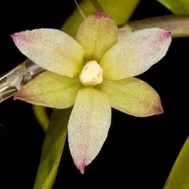 Dendrobium tetrodon sp (Dendrobium)