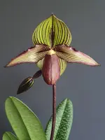 Paphiopedilum Petite Rungchild (rungsuriyanum x rothschildianum)
