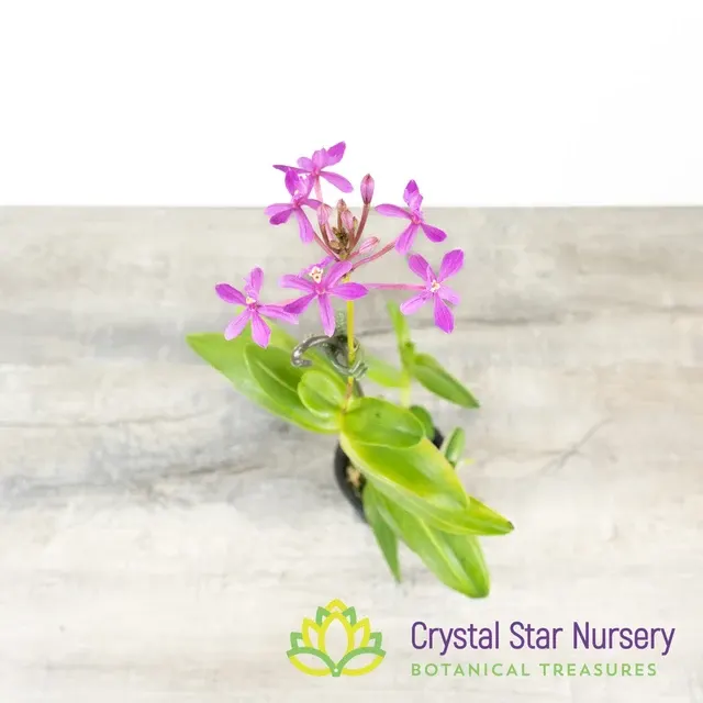 Epidendrum Secundum Variegated (Epidendrum)