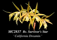 Bc. Survivor's Star 'Califronia Dreaming , Note : Division ' (Richard Mueller x Brassavola cucullata )