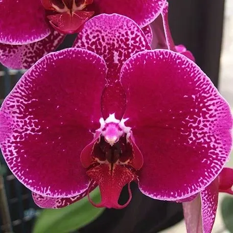 Phalaenopsis OX Purple Lady