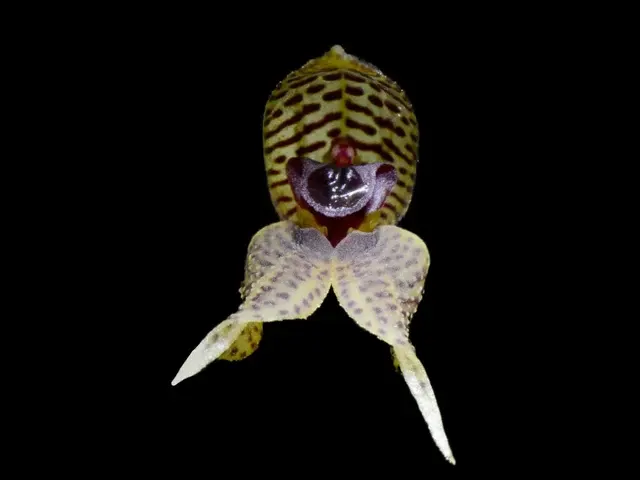 Dryadella speculifera (Dryadella)