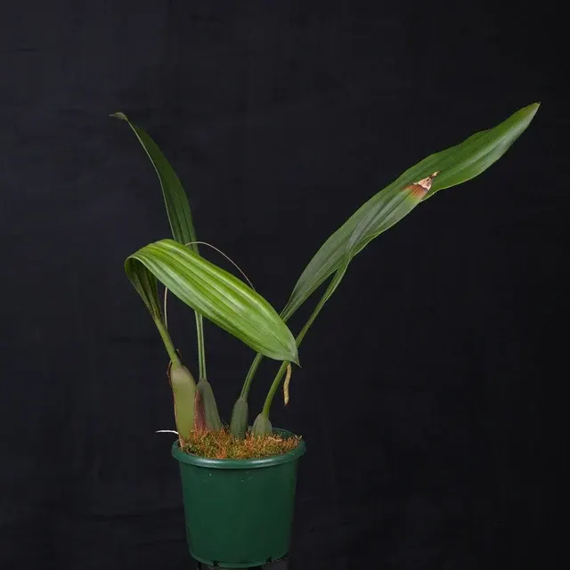 Coelogyne imbricata