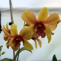 Dendrobium Pinwattana Orchid Comes in 4" Pot