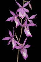 Barkeria lindleyana