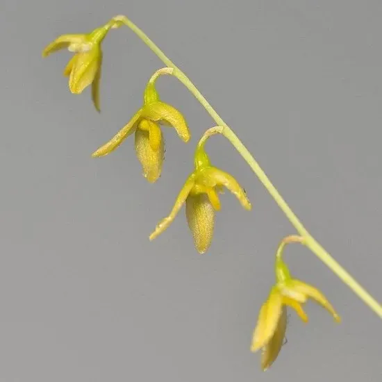 Bulbophyllum polyrhizum sp (Bulbophyllum)