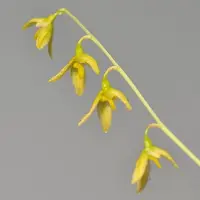 Bulbophyllum polyrhizum sp.