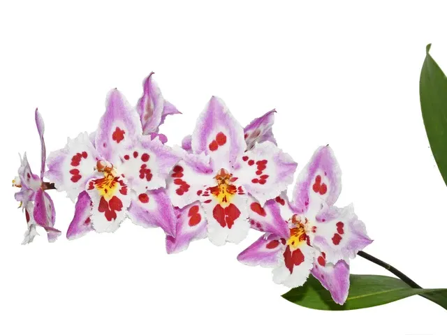 Oncidium Amazon Tiger (Oncidium)