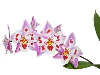 Oncidium Amazon Tiger