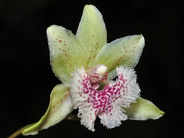 Kefersteinia sanguinolenta (Kefersteinia)