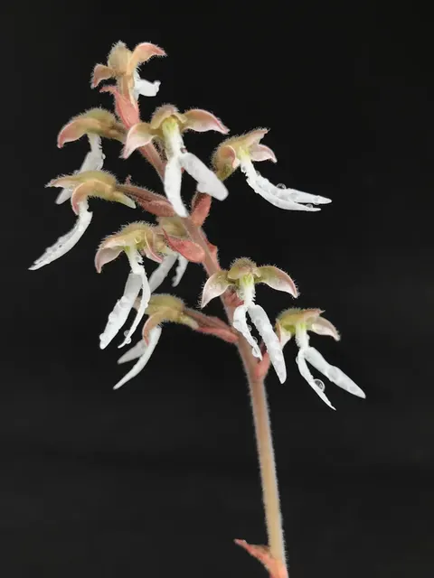 Macodes specie (Macodes)