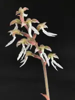 Macodes specie