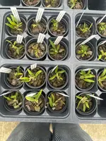 Bulbophyllum championii (red x yellow)