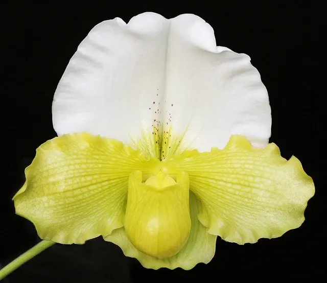 Paphiopedilum Titan’s Gold 'Massive'