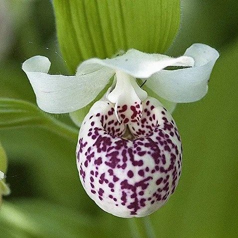 Cypripedium reginae x flavum 'Ulla S.'