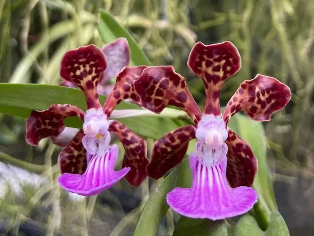 Papilionanda Paksorn Fragrance (Papilionanda)