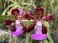 Papilionanda Paksorn Fragrance Hybrid – (V. merrillii x Batrum) x Pda. Paksorn – Rare, Fragrant Vanda-Type Orchid – Hawai‘i Grown