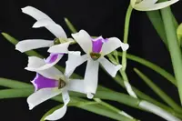 Leptotes bicolor — Raritäten - blühfähige Pflanzen