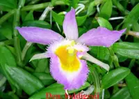 Den. loddigesii (DSLG) ( - - loddigesii )