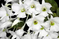 Dendrobium sanderae var. luzonicum x sib Blooming Size Multi Canes (3.5” pot)